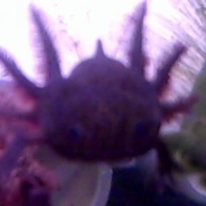 VID00118