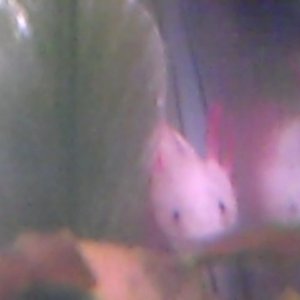 VID00120