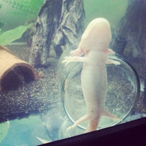 aaaand Fifi just being weird, pressing herself between the glass and the jar