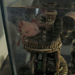 Axolotl 026