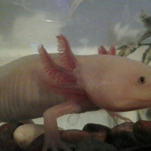 Axolotl 032
