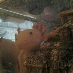 Axolotl 028