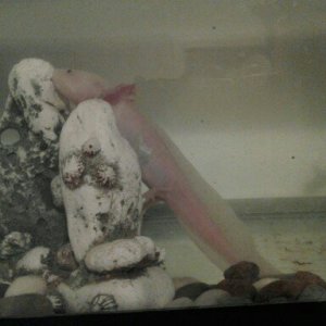 Axolotl 050