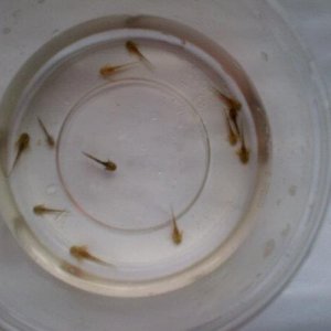 14172 4410690540107 846302876 n[1]