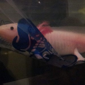 November 26, 2011

Day 1. Marinus. In a bag. Ready to brave the new world.