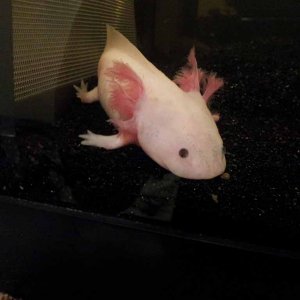 November 27, 2011

Another picture of Marinus. I have a feeling that these images of November 27, 2012 might still be from Day 1 (November 26), just a