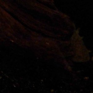 November 27, 2011

Look for the eye. There are hardly any pictures of Matlal during the first few days because she was quite timid for a while. This i