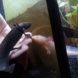 March 12, 2012

At this time, Matlal seemed very fond of swimming and perching upon my hand. In this picture, Marinus seems to be curious through the 