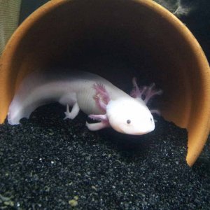 March 24, 2012

Marinus. In a pot. He is also very clearly male now if you compare him to the photo of him in December 11, 2012, when the mesh divider
