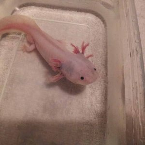 April 14, 2012

Marinus was having a bad day. The tips of some of his gills turned white and fell off. This worried me. So I put him in the refrigerat