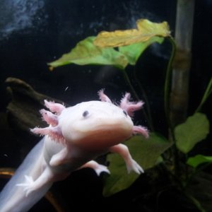 April 23, 2012

Five months later. In this photo, the lameness of Marinus' upper-right arm is more clear. At he swims, he would tuck it by his side an