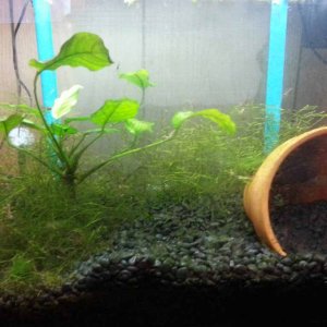 September 18, 2012

No, the glass is not very pretty. This is the cherry shrimp breeding tank wherein the shrimp finally are breeding and are rather p