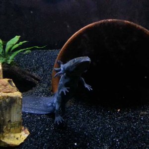 November 9, 2012

Matlal thinking that she is Godzilla. My father noted that when she swims, she reminds him of Godzilla.