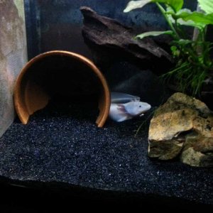 November 11, 2012

I inadvertently sucked up too much sand beside the terra cotta pot, resulting in a depression. I did not notice until for two days 