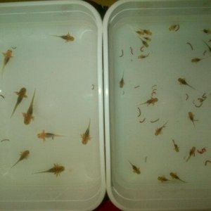 18319 4433528551043 1684863182 n[3]