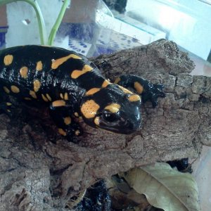 Fire salamander