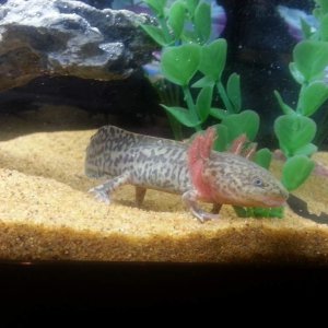 Andersoni female :)