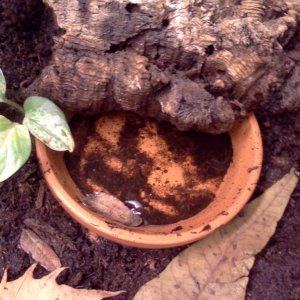 Breeding pots