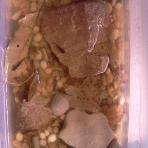 Larvae tank
