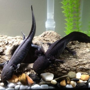 sasuke on the left and itachi on the right :]