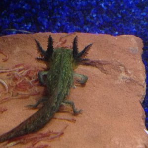 He turned his back to me, his gills look good to me!