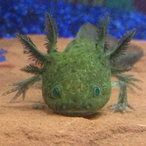 He wants his food now!