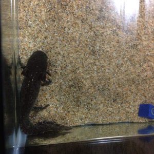 Hikari after a water change