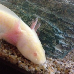 Falcor