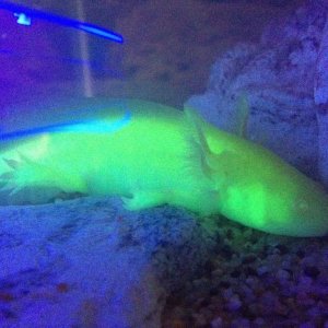 3CPO glowing, GFP