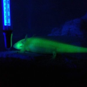 GFP