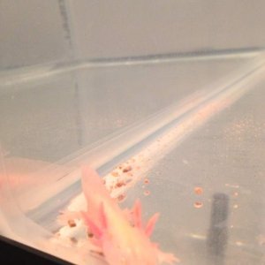 axie2