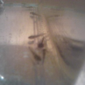 IMG 20121218 224725