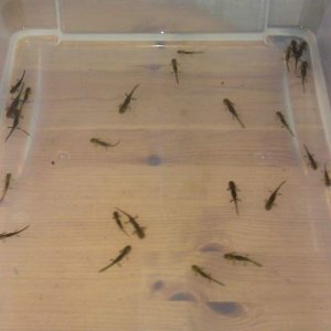 Sal Efts
