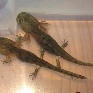 Sal Eft Close Up