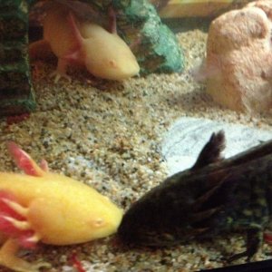 They look like they are bein lovey, really they are fighting over blood worms lol