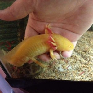 He just crawled right into my hand :D