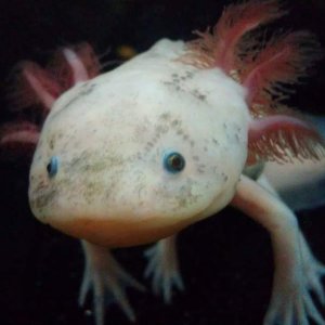 20 Dec 12 Gollum2
