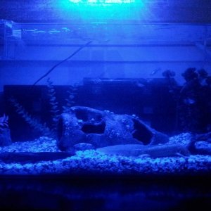 Pancake and Syrups Home (LED)