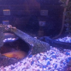 Pancake and Syrup playing Hide and Seek?