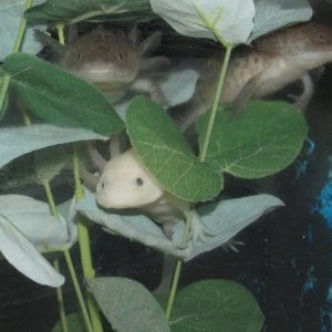my 8 month old axies