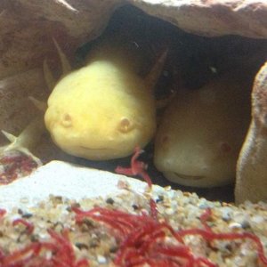 Smiling! They love to share their little house!