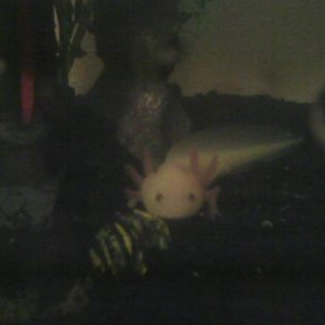 This was Quez when I first got him. He has a large rock/pebble bottom with a padoga to hide in.