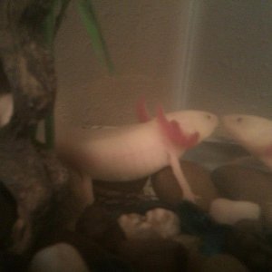 This is him more recently, still enjoying his rocks.