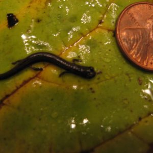 A very small B. attenuatus