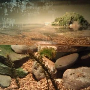 Added some Elodea/Anacharis and 4 rosy red minnows for cycling/future food/entertainment