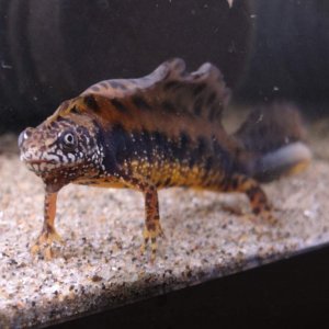 Triturus dobrogicus male.