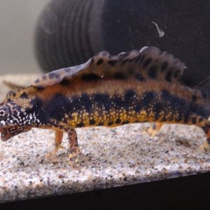 Triturus dobrogicus male