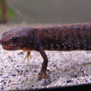 Triturus dobrogicus female eating a worm