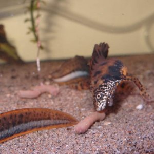 Triturus dobrogicus male right before chowing down