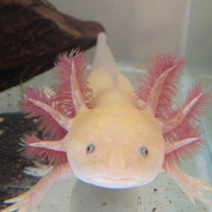 Darwin